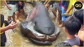 7 Loài Cá Mập Nguy Hiểm & Hung Dữ Nhất Đại Dương Gây Ám Ảnh Kinh Hoàng Với Người Đi Biển | KGH New
