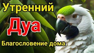 утренний дуа. дуа каждое утро