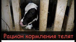 Кормление телят с 0до6 месяцев/Рацион,состав комбикорма/Feeding calves from birth to 6 months,ration