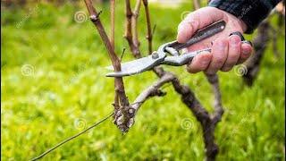 Pruning with jittu chauhan orchardist (asli pruning ka hai) #apple trees #kashmir