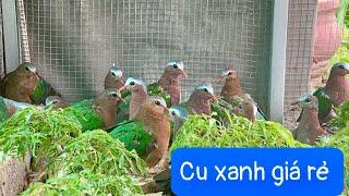 Bán chim cu xanh mỏ đỏ giá rẻ (0982128836)