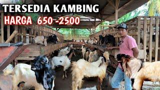 USAHA PETERNAKAN KAMBING JAWARANDU