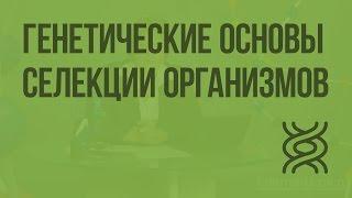 Генетические основы селекции организмов. Видеоурок по биологии 9 класс