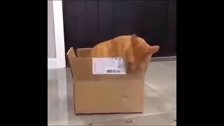 funny cat eats cardboard box