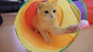 The two kittens really enjoyed going through this rainbow tunnel.#kitten #子猫 #cats #catvideos