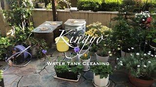 Kingyo (Gold fish) Water Tank Cleaning | JAPAN Forward