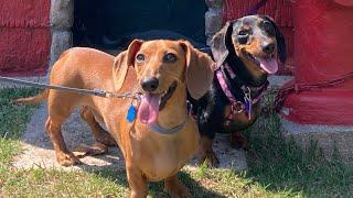 A day in the life of two miniature dachshund puppies