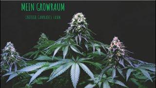 Mein Cannabis Growroom | Indoor Plantage  - Folge 1
