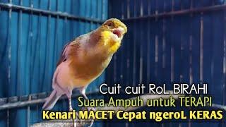 kenari gacor panjang Cuit Cuit EMOSI, Pancingan Kenari Paud Belajar Bunyi, terapi AMPUH Kenari MACET