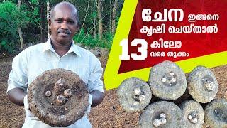 ചേന ഇങ്ങനെ കൃഷി ചെയ്താൽ 13 കിലോ വരെ തൂക്കം | Chena Krishi Malayalam | Elephant Foot Yam Cultivation