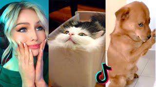 Reacting to TikTok's FUNNIEST Animals