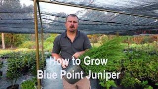 How to grow Blue Point Juniper (Christmas tree shaped Juniper) with  a detailed description