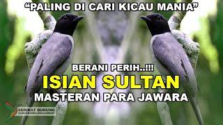 BERANI PERIH!! Isian Sultan Paling di Cari Kicau Mania|Masteran Para Jawara|FULL VARIASI