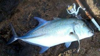 WWJ Quest for the Omilu(bluefin trevally)1