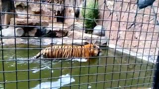 The Tiger walking around (Panthera tigris tigris)