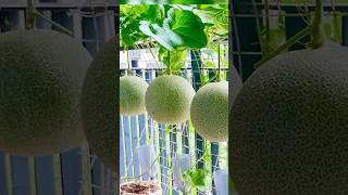 Method, I Created A Dream Melon Garden On The Balcony, No Need For A Garden, With Lots Of Fruit