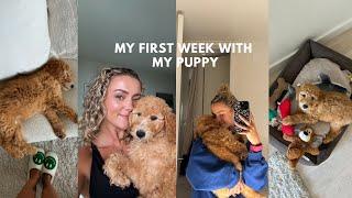 I GOT A PUPPY ?! | my first week with my 9 week old Goldendoodle