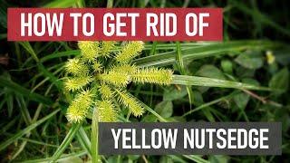 How to Get Rid of Yellow Nutsedge [Weed Management]