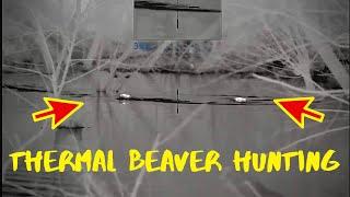 HUNTING BEAVER WITH A THERMAL SCOPE AND 22 RIFLE!