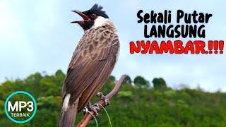 The sound of the Gacor Kutilang Bird is 1st Place for Mastering and Attracting