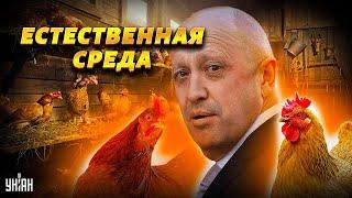 Криминальный авторитет в пух и прах разнес любимца Путина: Пригожин оказался петушком