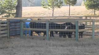 Mugs Steed's "No Stress" Cattle Pens