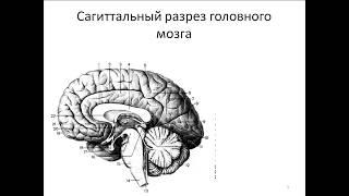 Общий обзор головного мозга. Выход 12 пар черепных нервов