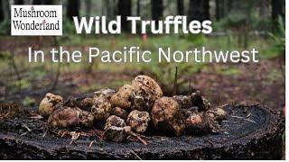 Pacific Northwest Truffle Hunting! December Whites and Blacks