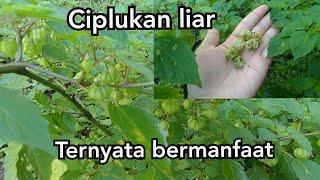 SEJUTA MANFAAT DARI CIPLUKAN LIAR