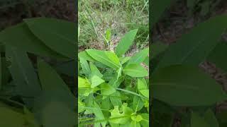 Monarch caterpillars at UMFK Forestry (Armory) building 2023