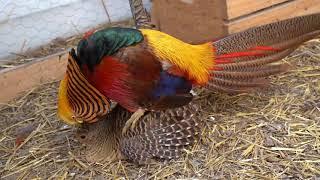 Golden pheasants mating