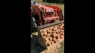 We harvested 400 pounds of sweet potatoes in less than an hour. See how we do it