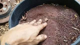 Why I use Crushed Lava Sand in my Compost