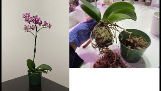 What To Do When You Have Root Rot On Your Orchids (Beginner's Guide)