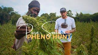 Pure Sativa Landrace preservation and Pheno hunt with Rastafari Church in Antigua | Humboldt Seed Co