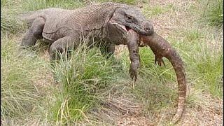 The Rare Moment of an Adult Komodo Dragon Swallowing a Juvenile Komodo Dragon in Seconds