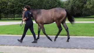 2023 Arqana Yearling Sale - Lot 29 c. N(GOLDEN HORDE x QAMKA)