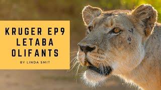 Amazing wildlife photography Letaba to Olifants; baby baboons, elephants, lioness |Safari Kruger Ep9