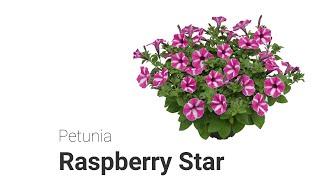Petunia: Raspberry Star - IT
