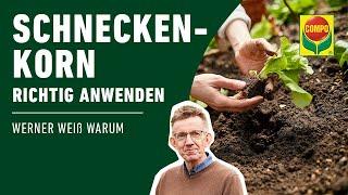 Schnecken bekämpfen - Schneckenkorn richtig anwenden | COMPO