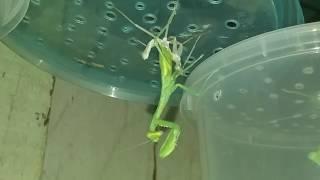 THIS IS HOW PRAYING MANTIS' MOLTS!!