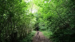 River soundscape-forest, Acoustic ecology – Binaural stereo recording