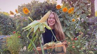 Harvest With Me! The First Time Ive Been Successful Growing Corn! Having Resilience In The Garden!