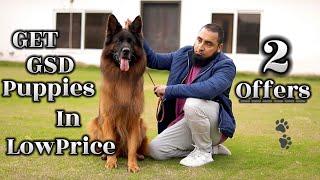 Get German Shepherd Puppy in Low Prices Now | GSD Pakistan