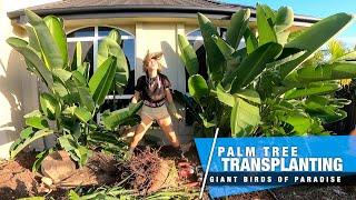 Transplanting Giant Birds of Paradise Palm Trees | Garden Transformation 