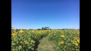 This U-Pick Strawberry Farm in Florida Has a Sunflower Maze