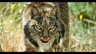 [BBC Animal Documentary] Spains Last Lynx Nature Documentary 2017 Full HD