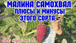 /САМОХВАЛ! Лучшие сор.та малины Российской селекции! /