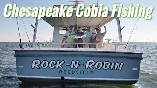 How to Fish for Cobia on the Chesapeake Bay