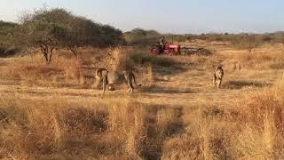 Amazing lions (gir national park sasan gir forest Gujarat)